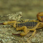 Go to this species on the OneZoom tree of life