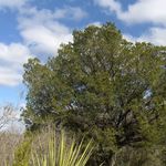Go to this species on the OneZoom tree of life