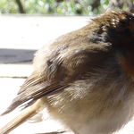 Go to this species on the OneZoom tree of life