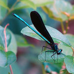 Go to this species on the OneZoom tree of life