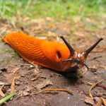 Go to this species on the OneZoom tree of life