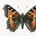 Go to this species on the OneZoom tree of life