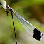 Go to this species on the OneZoom tree of life