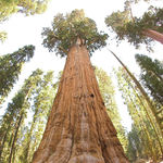 Go to this species on the OneZoom tree of life