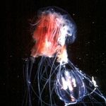Go to this species on the OneZoom tree of life