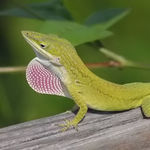 Go to this species on the OneZoom tree of life