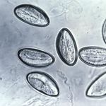Go to this species on the OneZoom tree of life