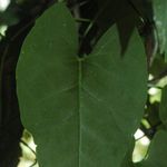 Go to this species on the OneZoom tree of life