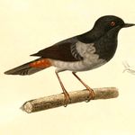 Go to this species on the OneZoom tree of life
