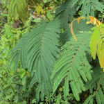 Go to this species on the OneZoom tree of life