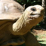 Go to this species on the OneZoom tree of life