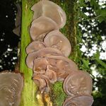 Go to this species on the OneZoom tree of life