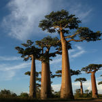 Go to this species on the OneZoom tree of life
