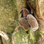 Go to this species on the OneZoom tree of life
