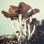 Go to this species on the OneZoom tree of life