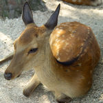 Go to this species on the OneZoom tree of life