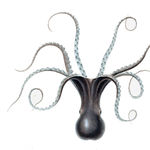 Go to this species on the OneZoom tree of life