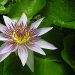 Water-lilies