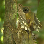 Go to this species on the OneZoom tree of life