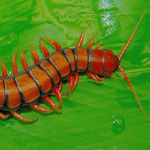 Go to this species on the OneZoom tree of life