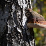 Go to this species on the OneZoom tree of life