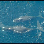 Go to this species on the OneZoom tree of life